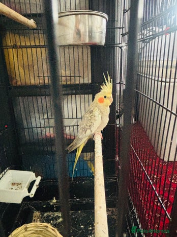 Cockatiels birds - Advert 2