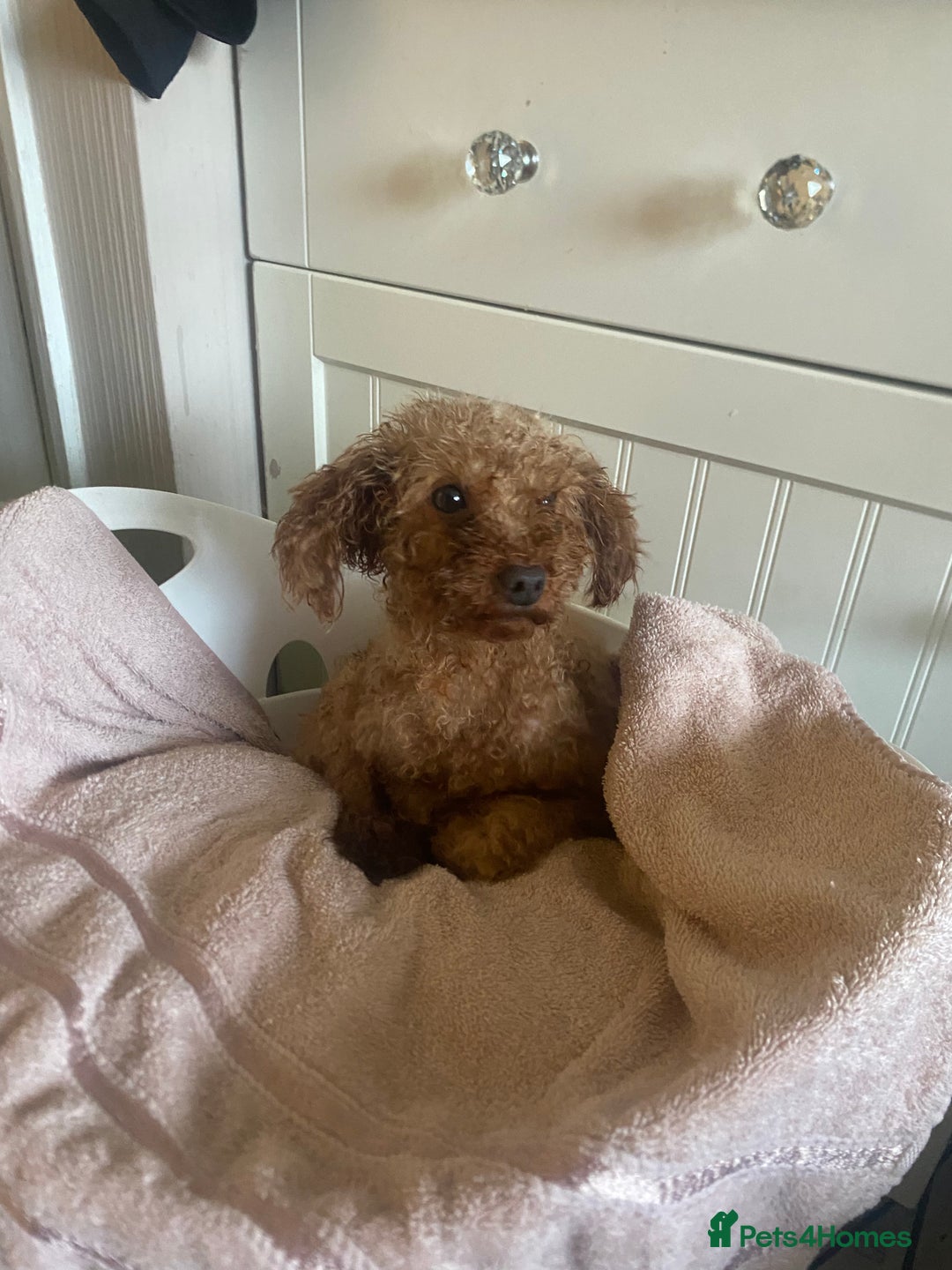 Toy Poodle dogs for sale: Toy poodle puppies  - Advert 3