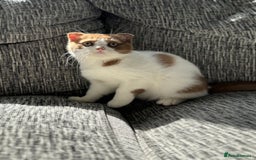 Scottish Fold cats for sale: Tica Registered Chunky Cinnamon Bi Colour Boy - Image 6