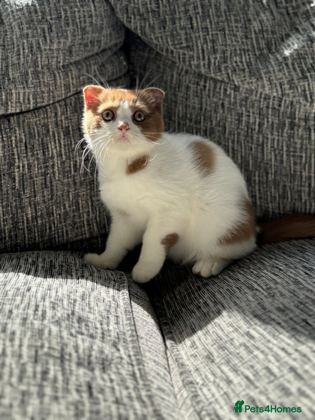 Scottish Fold cats for sale: Tica Registered Chunky Cinnamon Bi Colour Boy - Image 6
