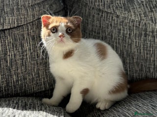 Scottish Fold cats - Advert 11