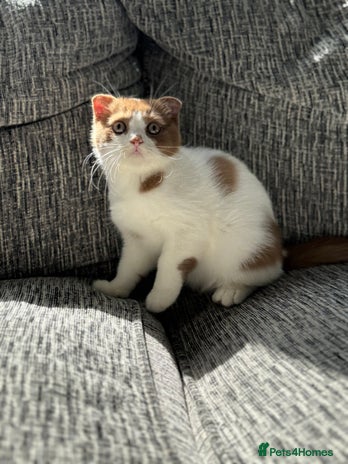 Scottish Fold cats - Advert 8