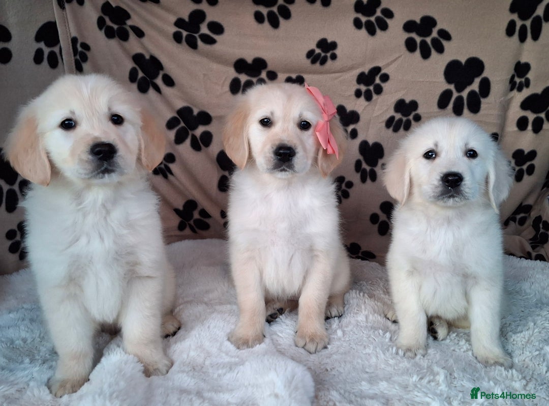 Golden Retriever dogs for sale: Kc, health tested, show type, golden retrievers. - Advert 26