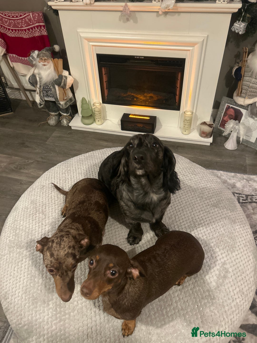 Dachshund dogs for sale: Long haired dachshunds for sale  - Advert 8