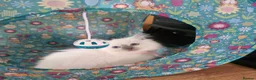 Ragdoll cats for sale: Beautiful ragdoll kittens - Advert 21