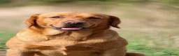 Labrador Retriever dogs for stud: PROVEN KC Fox Red Health Tested Labrador Stud Dog - Advert 3