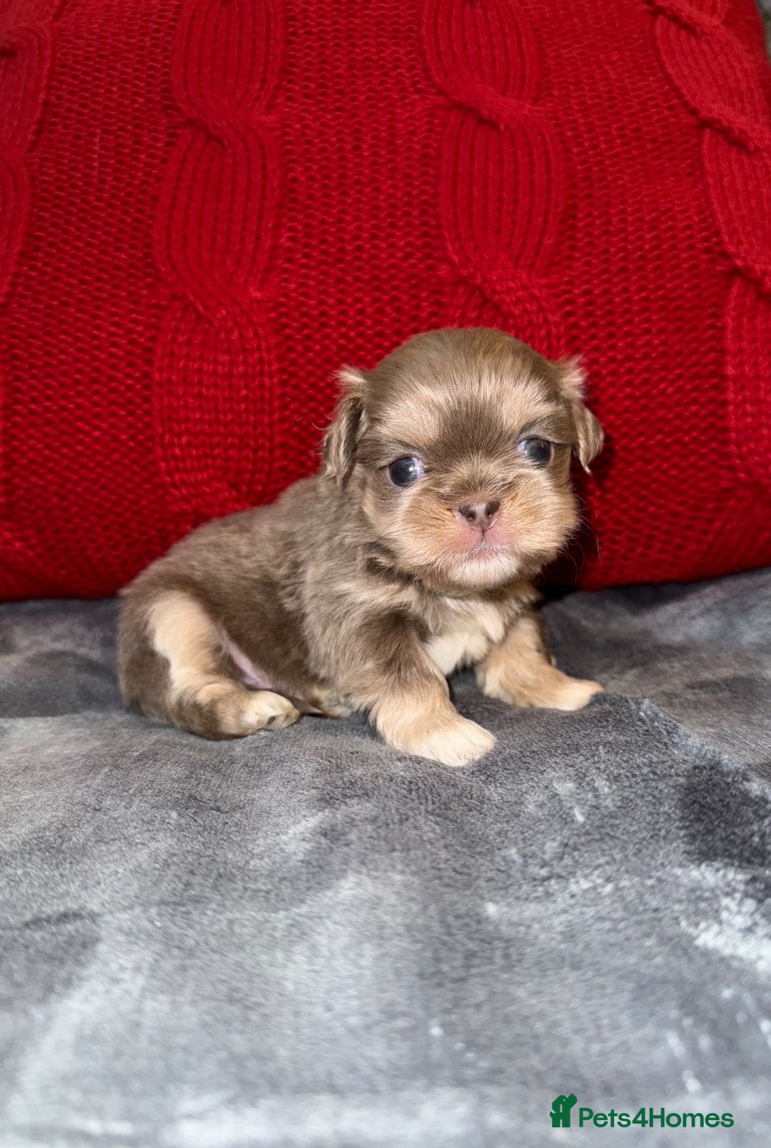 Shih Tzu dogs for sale: 🧡💜Stunning KC Registered Shih Tzu Puppies🧡💜 - Advert 13