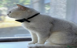 British Shorthair cats for sale: Chunky British shorthair  - Advert 22