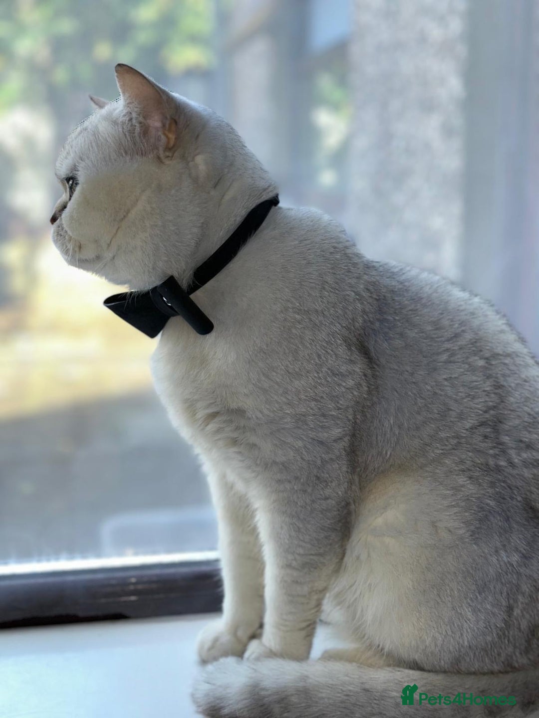 British Shorthair cats for sale: Chunky British shorthair  - Advert 22