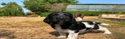 English Springer Spaniel dogs for stud: Lord Shiya at Stud - Advert 11