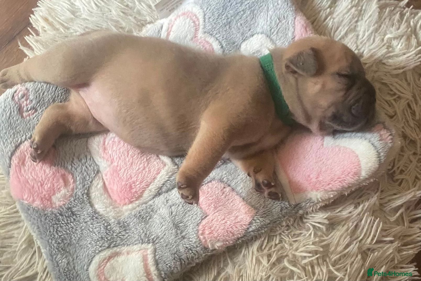 Mixed Breed dogs Stunning Fringlish puppies  - Advert 1