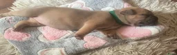 Mixed Breed dogs for sale: Stunning Fringlish puppies  - Advert 1