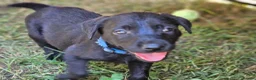 Labrador Retriever dogs for sale: Gorgeous Black Labrador Puppies - Advert 12