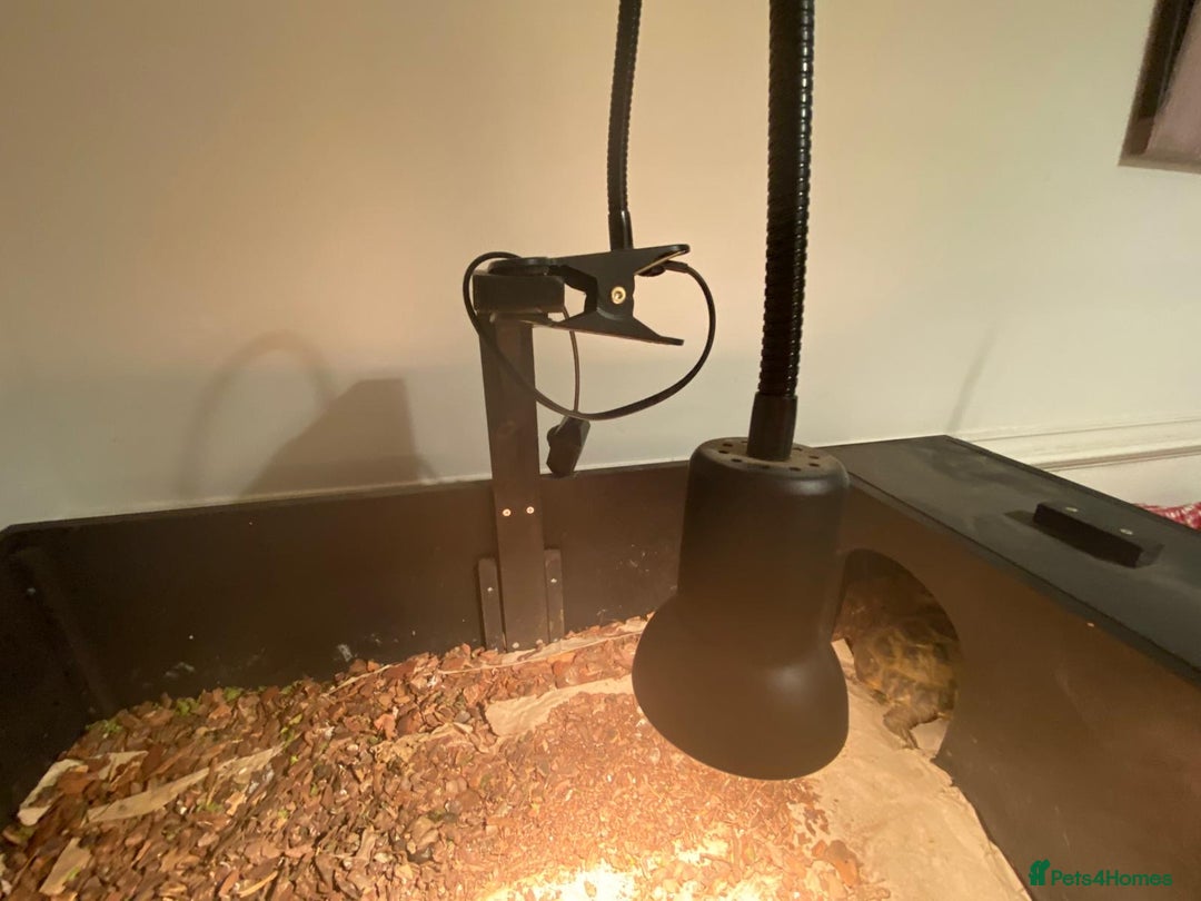 Tortoise reptiles for sale: Pair of Male Horsefield Tortoises with full set up - Advert 5