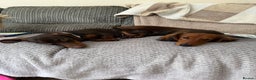 Miniature Dachshund dogs for sale: 4 beautiful miniature dachshunds  - Advert 4