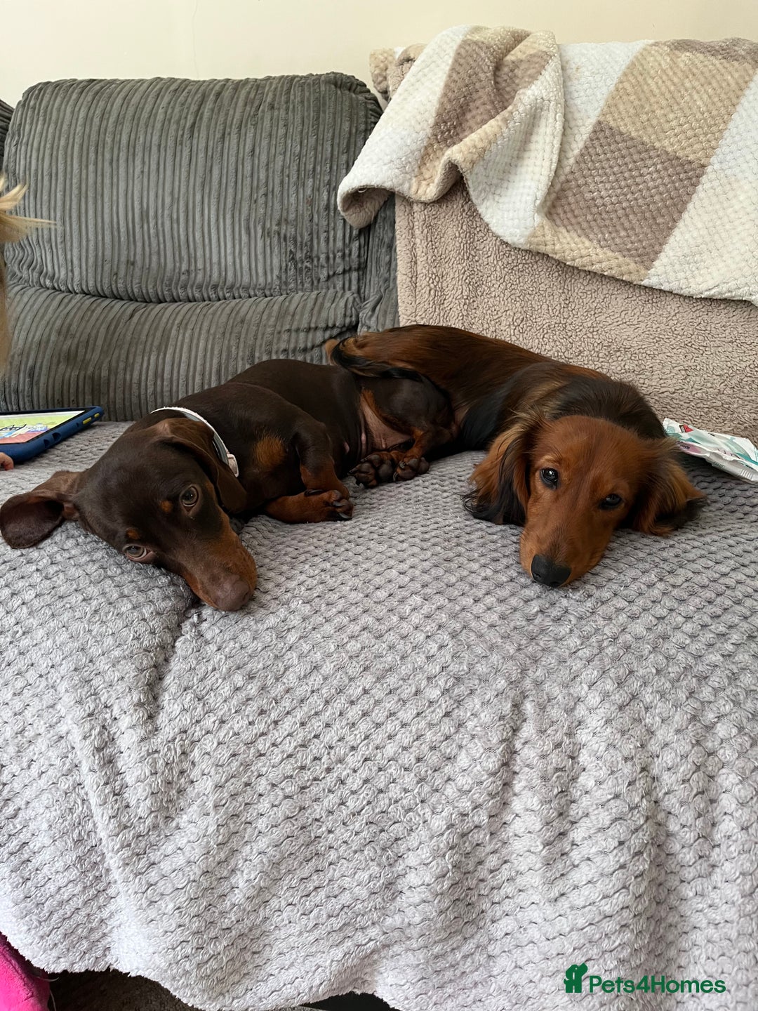 Miniature Dachshund dogs for sale: 4 beautiful miniature dachshunds  - Advert 4