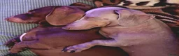 Miniature Dachshund dogs for sale: Whitney - Advert 9