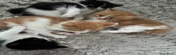 Mixed Breed cats for sale: Beautiful baby kittens  - Advert 11