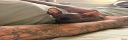 Sphynx cats for sale: Male sphynx kitten - Advert 10