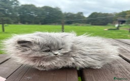 British Shorthair cats for sale: 2 left ready for new home this Saturday  - Advert 10