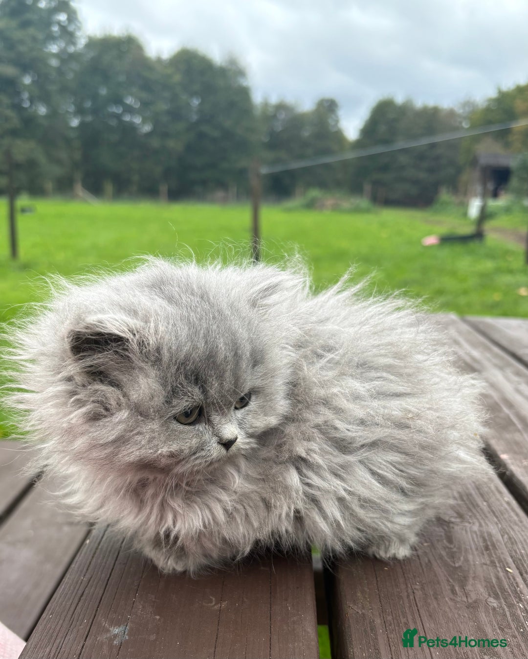 British Shorthair cats for sale: 2 left ready for new home this Saturday  - Advert 10