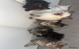 Scottish Fold cats for sale: British Shorthairs For Sale - Image 3
