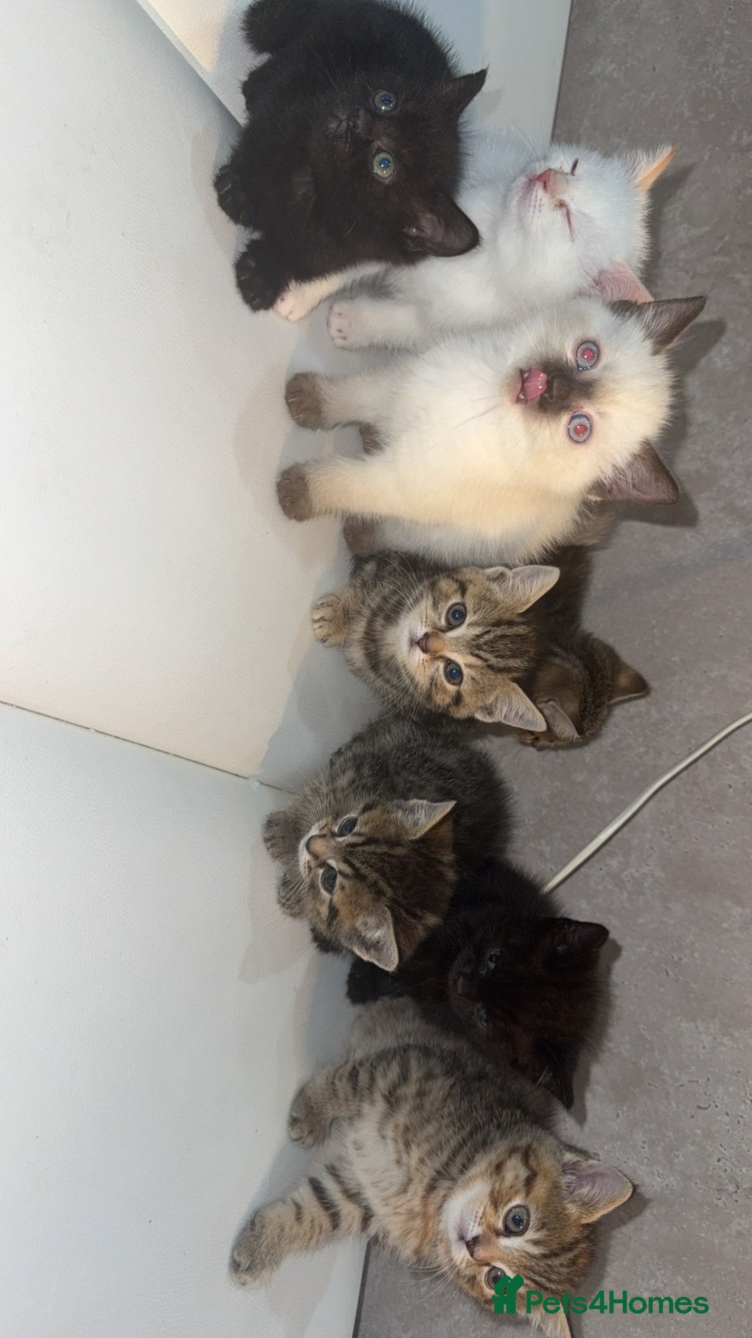 Scottish Fold cats for sale: British Shorthairs For Sale - Image 3