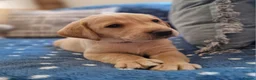 Springador dogs for sale: Wonderful Springador Puppies  - Advert 24