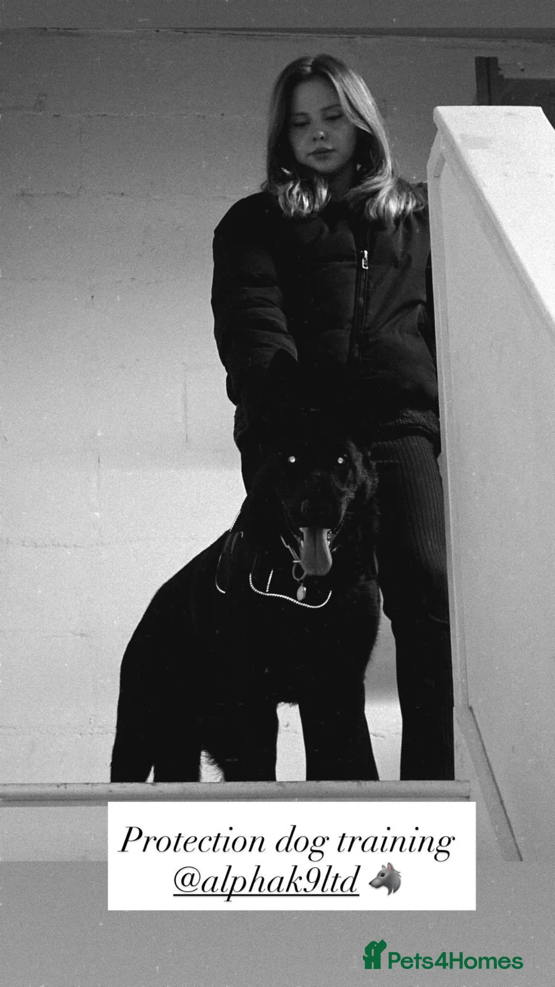 German Shepherd dogs for sale: Personal Protection German Shepherd - Advert 6