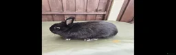 Netherland Dwarf rabbits for sale: Netherland Dwarf - Black Self Doe for Sale - Advert 3