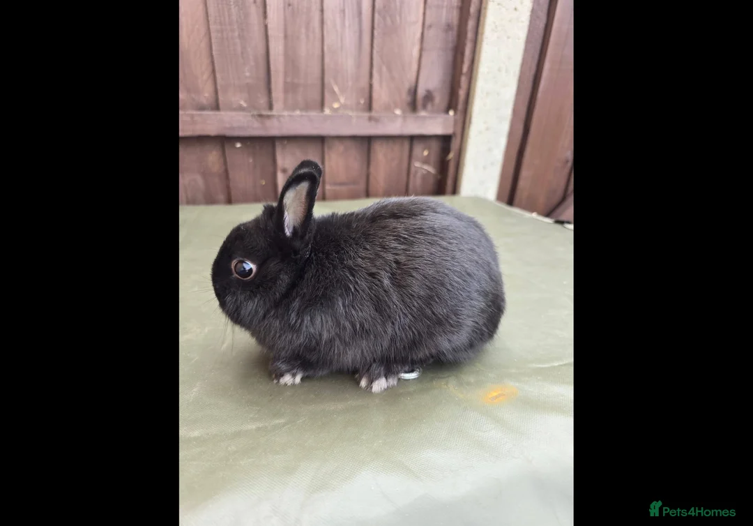 Netherland Dwarf rabbits for sale: Netherland Dwarf - Black Self Doe for Sale - Advert 3