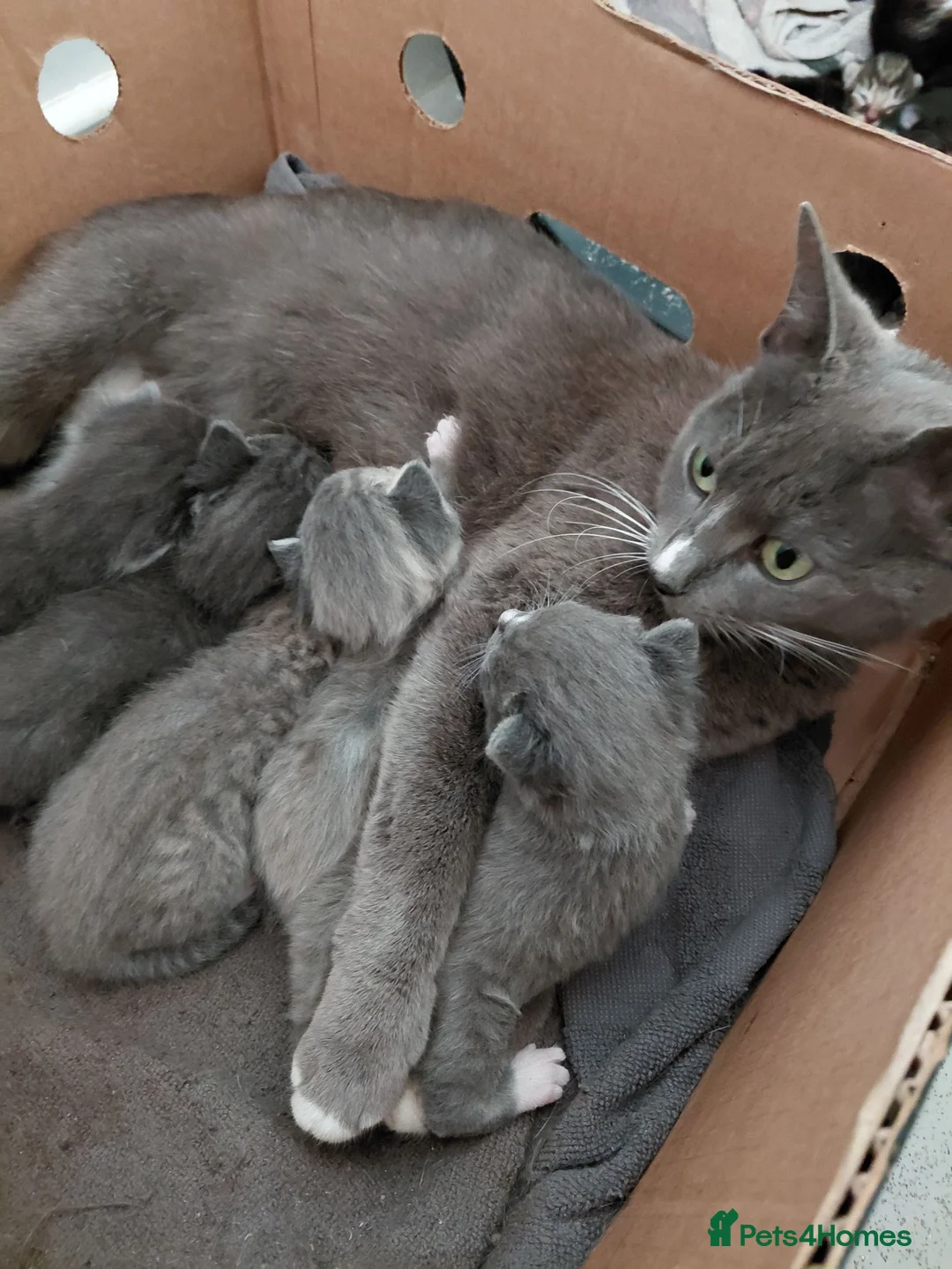 Mixed Breed cats for sale: Beautiful grey kittens - Advert 2