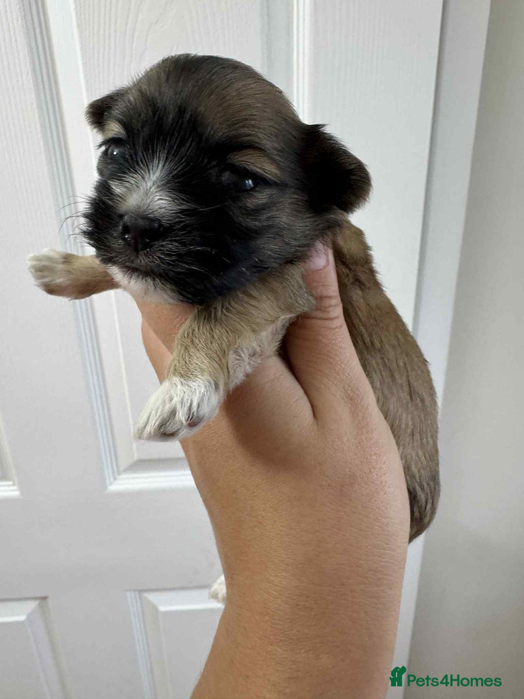 Maltipoo dogs for sale: Xs Korean maltipoo - Image 6