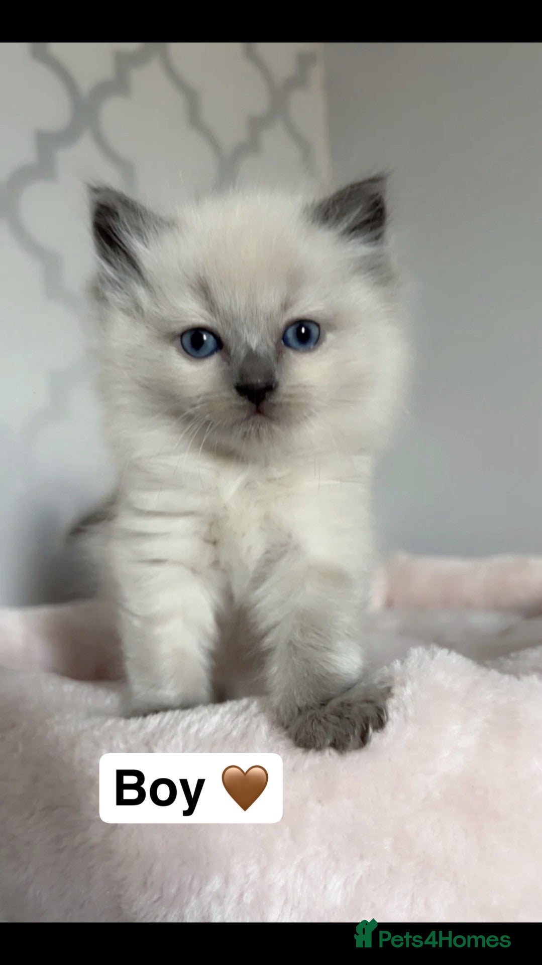 Ragdoll cats 💙fluffy Ragdoll boys💙 - Advert 1