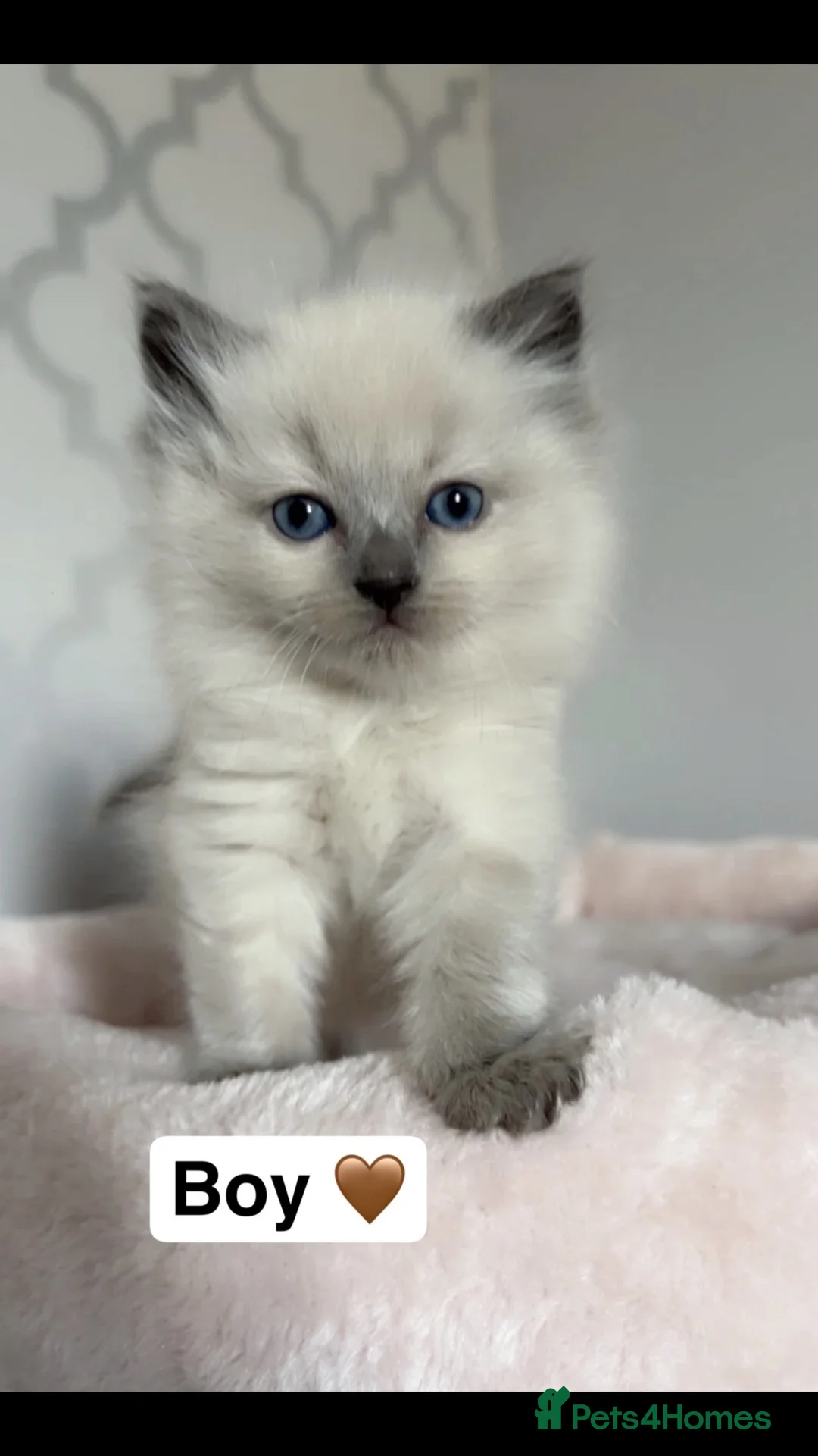 Ragdoll cats for sale: 💙1 fluffy bluepoint Ragdoll boy💙 - Advert 1