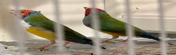 Finches birds for sale: Gouildian finches boys 6 months old - Advert 1