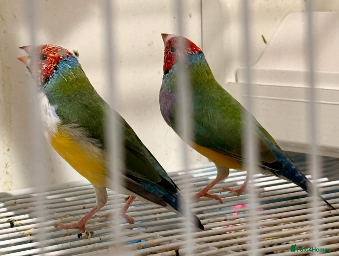 Finches birds for sale: Gouildian finches boys 6 months old - Advert 1