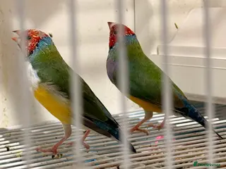 Finches birds Gouildian finches boys 6 months old - Advert 1