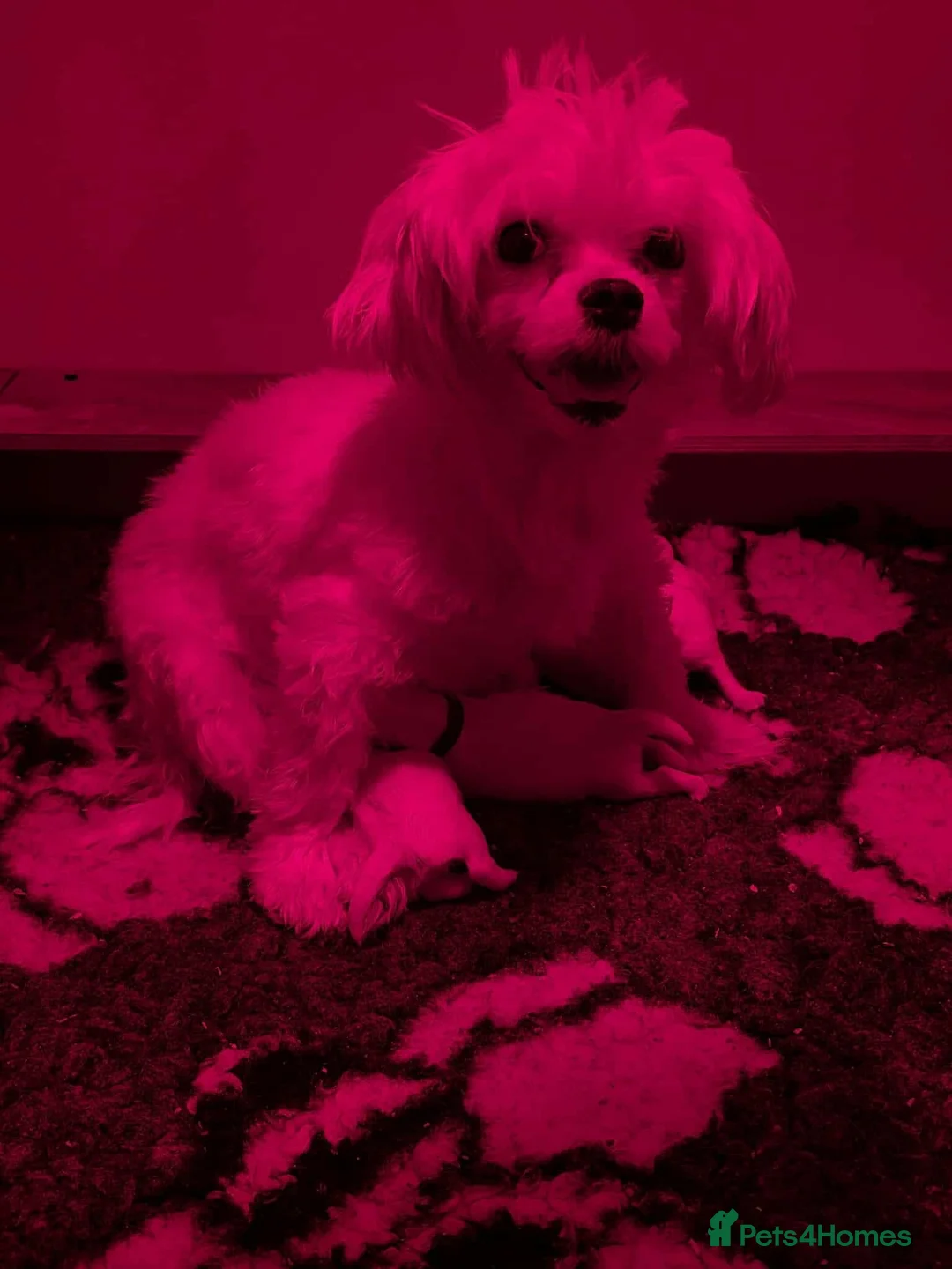 Maltese dogs for sale: Show quality Maltese  - Advert 3