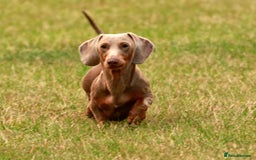 Miniature Dachshund dogs for stud: Halo Outstanding Isabella and Tan - Image 4