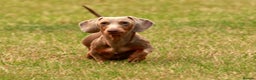 Miniature Dachshund dogs for stud: Halo Outstanding Isabella and Tan - Advert 4