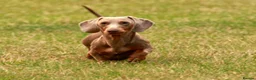 Miniature Dachshund dogs for stud: Halo Outstanding Isabella and Tan - Advert 4