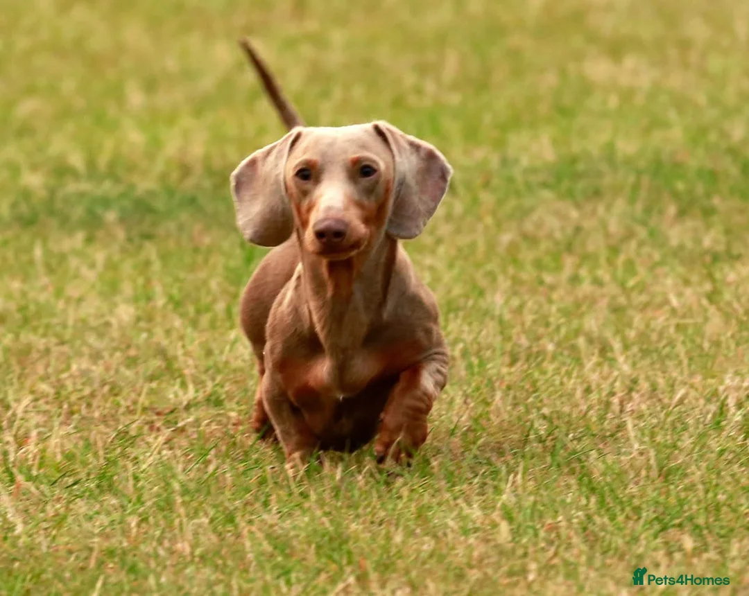 Miniature Dachshund dogs for stud: Halo Outstanding Isabella and Tan - Advert 4