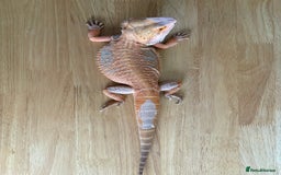 Bearded Dragon reptiles for sale: Breaded dragon (Hypomelanism trait) - Image 4