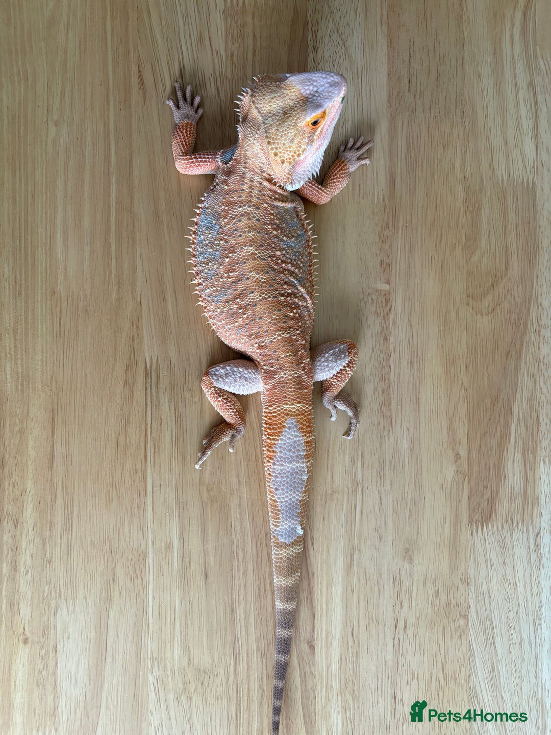 Bearded Dragon reptiles for sale: Breaded dragon (Hypomelanism trait) - Image 4