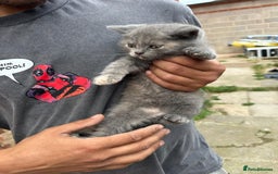 British Shorthair cats for sale: X BSH kittens - Image 5
