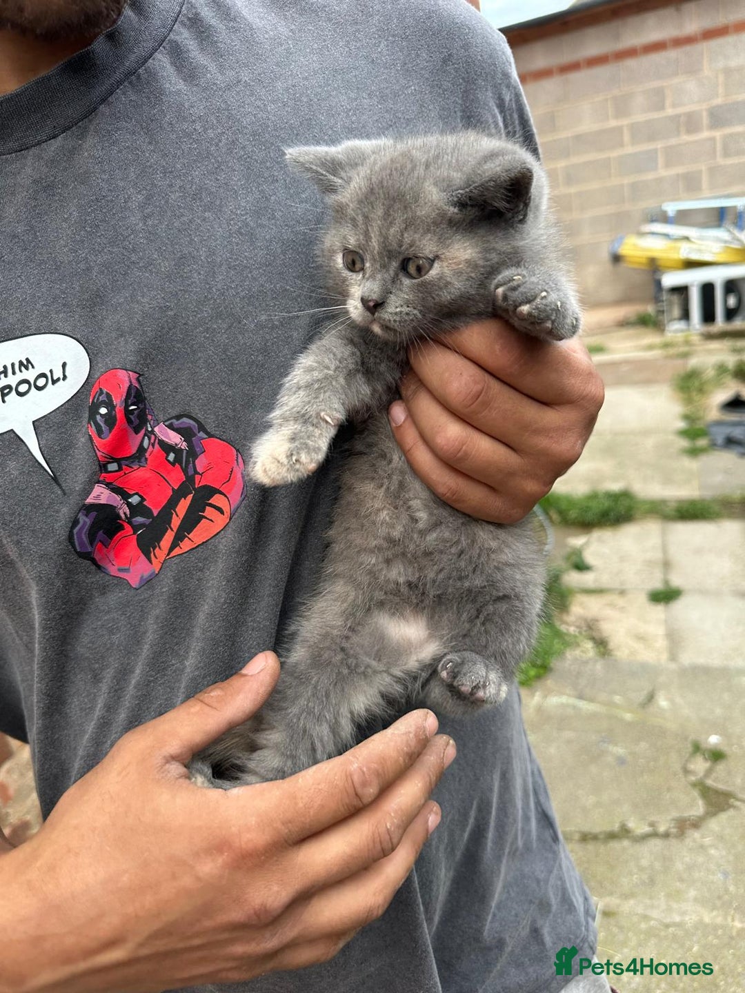 British Shorthair cats for sale: X BSH kittens - Image 5