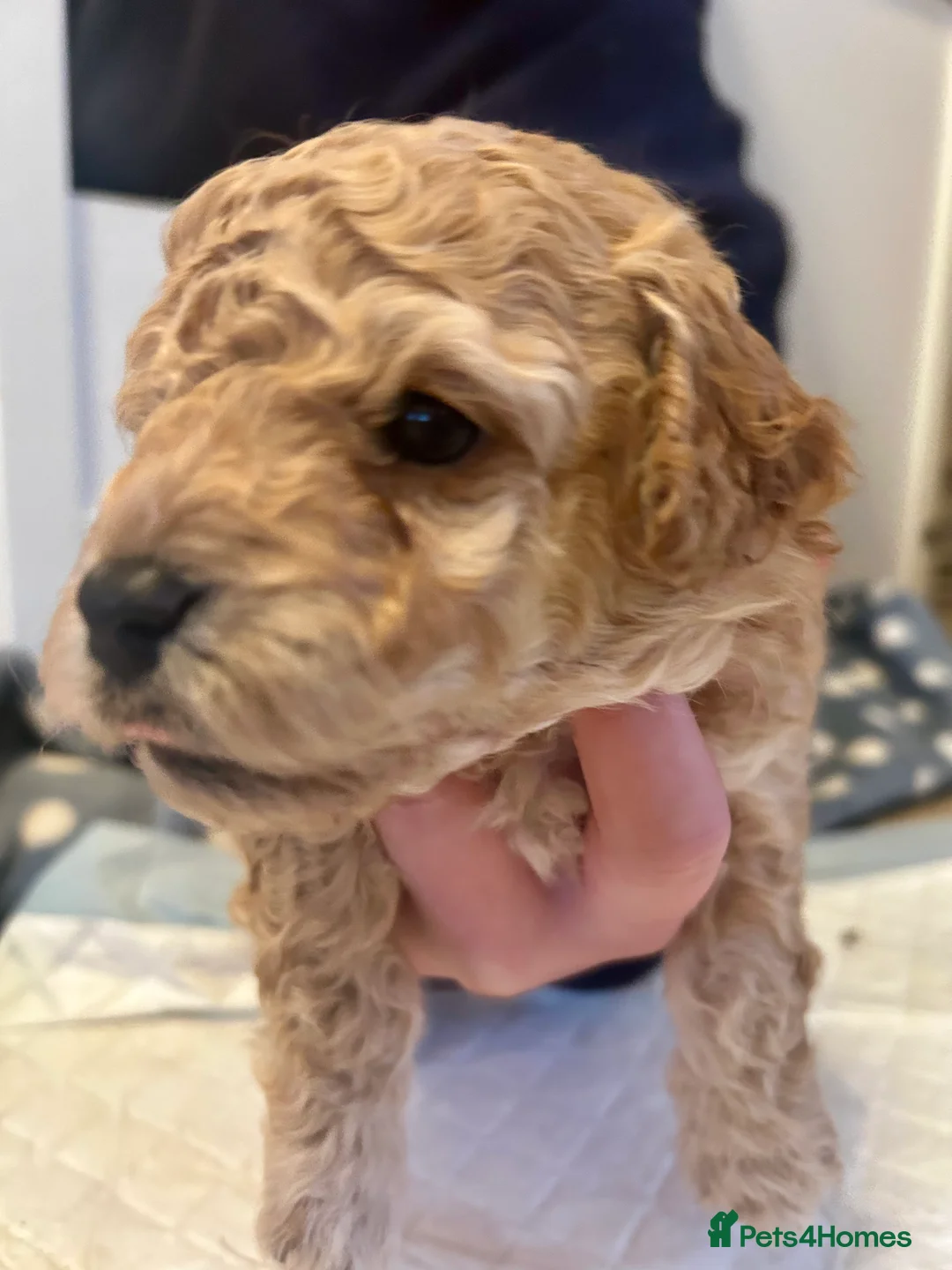 Cavapoochon dogs for sale: Three Cavapoochon Boys left - Advert 8