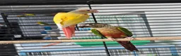 Conures birds for sale: Lutino conure proven pair - Advert 3