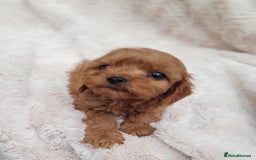 Cavapoo dogs for sale: Beautiful F1 Cavapoo Pups  - Image 4